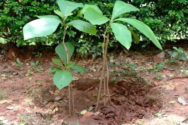沉香树苗的种植时间，可以在春季3-4月份栽种