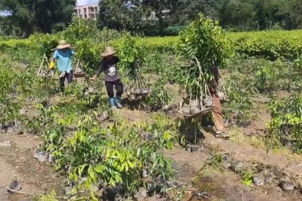 沉香树苗的种植时间，可以在春季3-4月份栽种