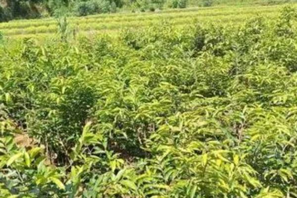 沉香树苗的种植时间，可以在春季3-4月份栽种