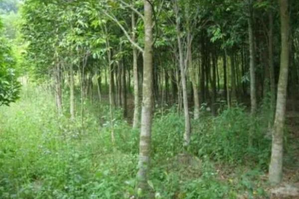 沉香树苗的种植时间，可以在春季3-4月份栽种