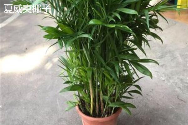 富贵椰子与夏威夷椰子有什么区别，株高、叶片、株型等方面均不同