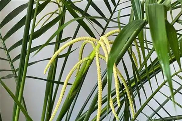 富贵椰子与夏威夷椰子有什么区别，株高、叶片、株型等方面均不同
