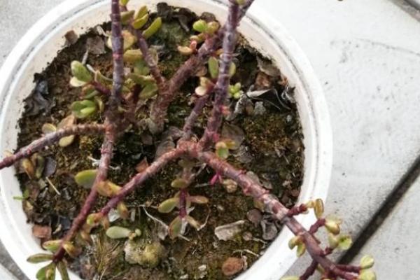 雅乐之舞不红怎么办，长期缺肥需追施磷钾含量较高的复合肥