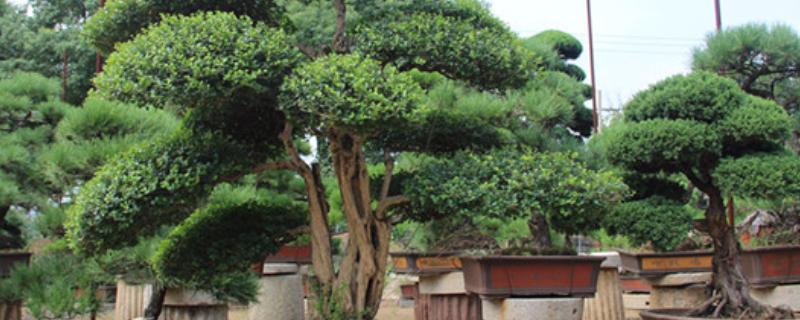 不能种植冬青树的地方，我国北方地区不适宜种植
