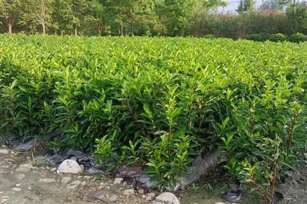 不能种植冬青树的地方，我国北方地区不适宜种植