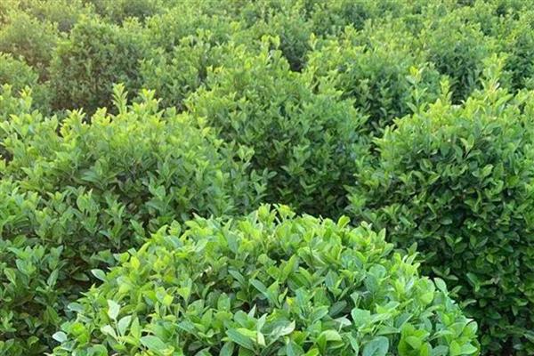 不能种植冬青树的地方，我国北方地区不适宜种植