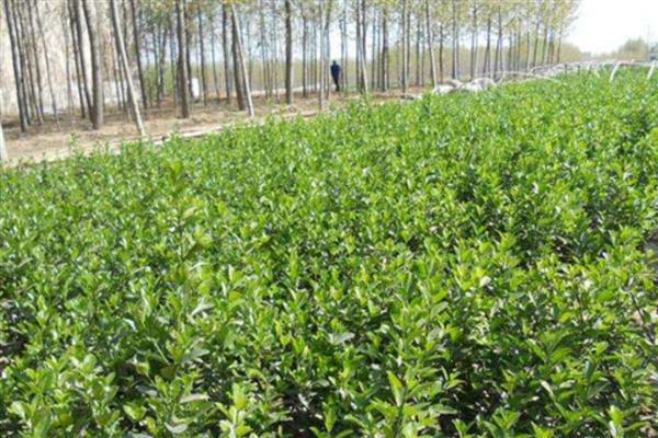 不能种植冬青树的地方，我国北方地区不适宜种植
