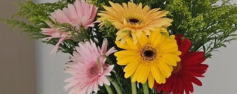 非洲菊的醒花方法，修剪枝底后再浸泡花枝