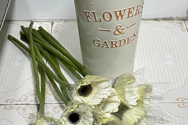 非洲菊的醒花方法，修剪枝底后再浸泡花枝