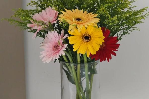 非洲菊的醒花方法，修剪枝底后再浸泡花枝