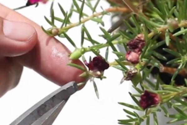 非洲菊的醒花方法，修剪枝底后再浸泡花枝