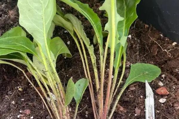 非洲菊的醒花方法，修剪枝底后再浸泡花枝