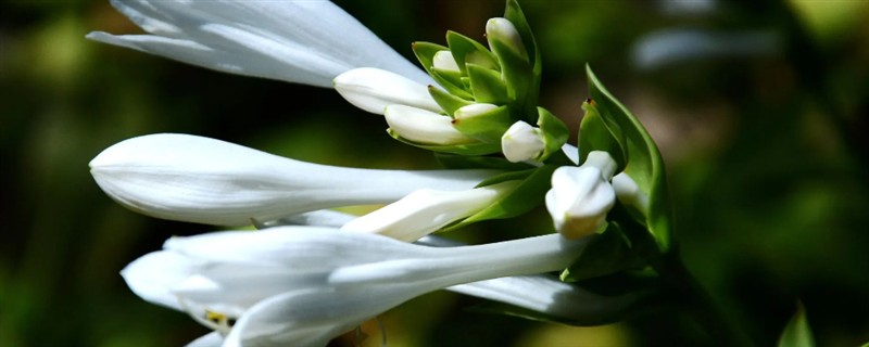 玉簪花是哪种花，属于多年生宿根植物