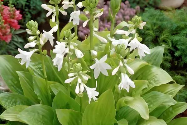 玉簪花是哪种花,属于多年生宿根植物