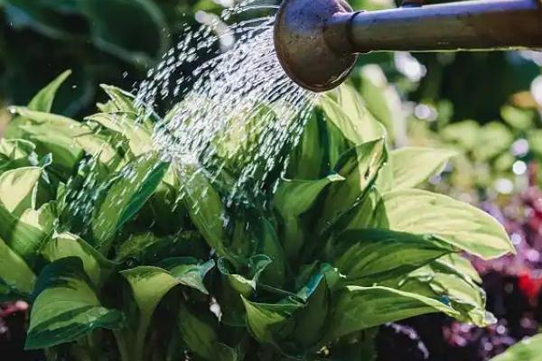 玉簪花是哪种花,属于多年生宿根植物