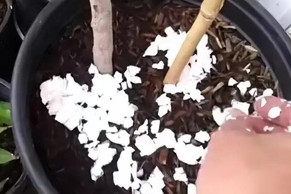 玉簪花是哪种花,属于多年生宿根植物