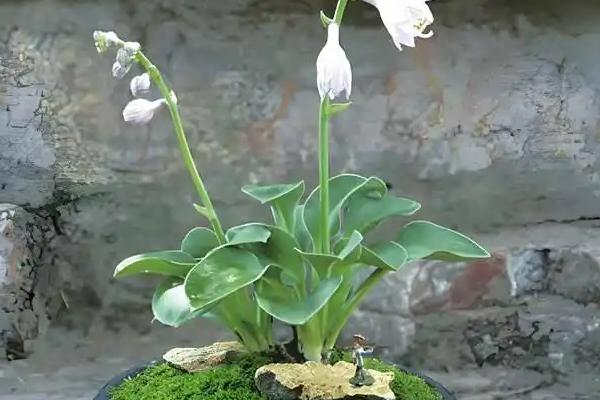 玉簪花是哪种花,属于多年生宿根植物