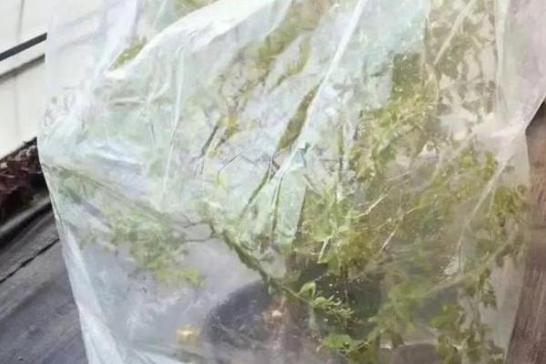 玉簪花是哪种花,属于多年生宿根植物