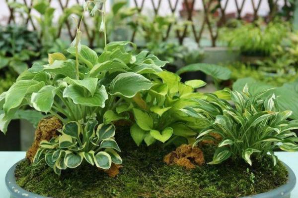 玉簪花是哪种花,属于多年生宿根植物