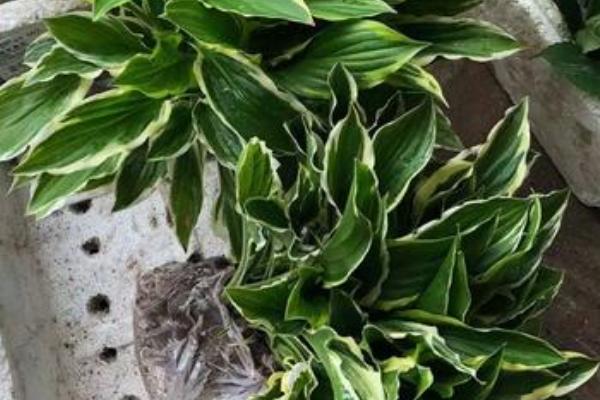 玉簪花是哪种花,属于多年生宿根植物