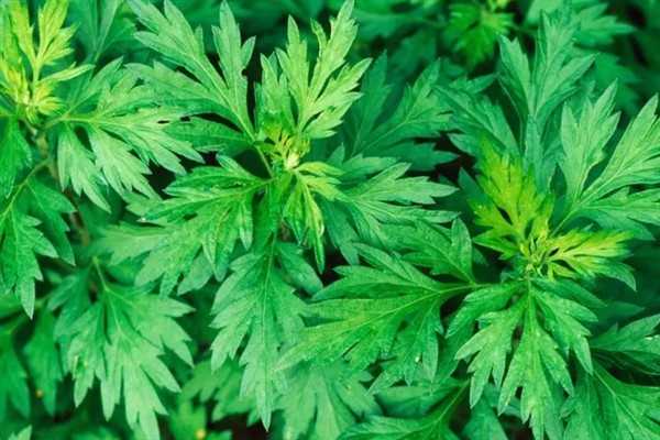 艾青简介，是艾草的一个俗称