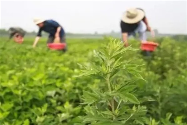 艾青简介，是艾草的一个俗称