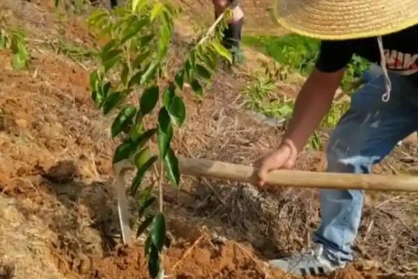 种植沉香的风险，选择正确的品种是重中之重