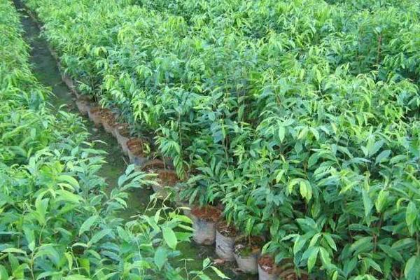 种植沉香的风险，选择正确的品种是重中之重