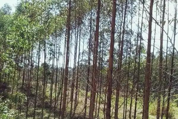 种植沉香的风险，选择正确的品种是重中之重