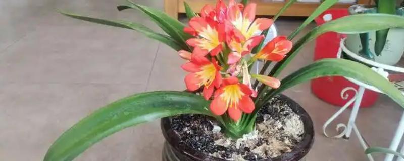君子兰的开花时间，一般在春夏季节盛开