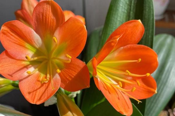 君子兰的开花时间，一般在春夏季节盛开