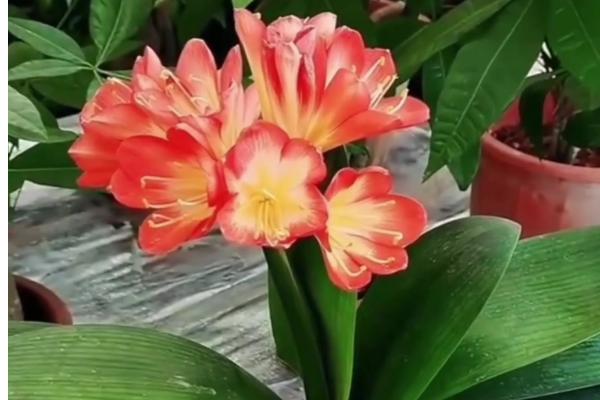 君子兰的开花时间，一般在春夏季节盛开