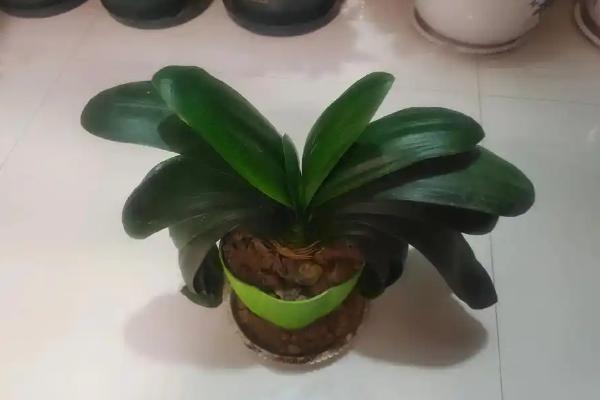 君子兰的开花时间，一般在春夏季节盛开