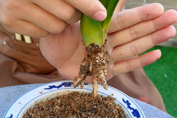 君子兰的开花时间，一般在春夏季节盛开