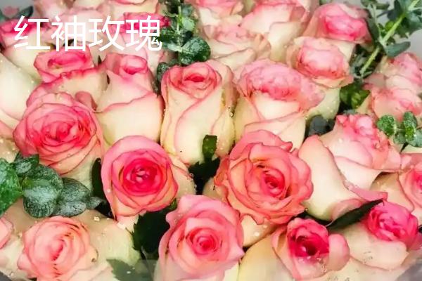 玫瑰和蔷薇有什么区别，茎部、叶片、花朵状态等方面均不同
