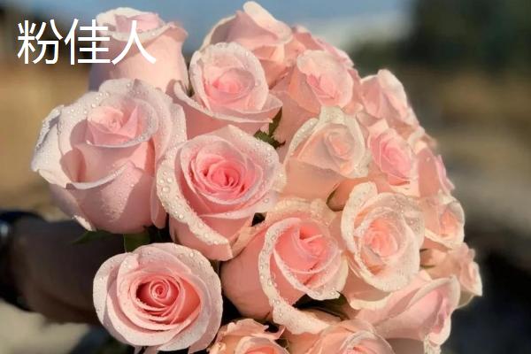 玫瑰和蔷薇有什么区别，茎部、叶片、花朵状态等方面均不同