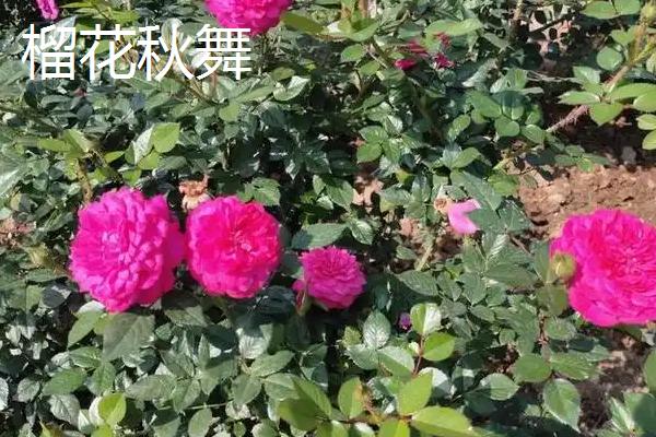 玫瑰和蔷薇有什么区别，茎部、叶片、花朵状态等方面均不同