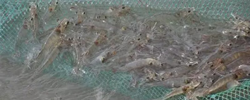 白对虾的养殖周期，通常是4-10个月左右