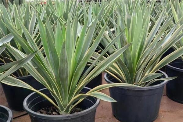 凤尾兰能不能扦插，春季或初夏是最佳扦插时期