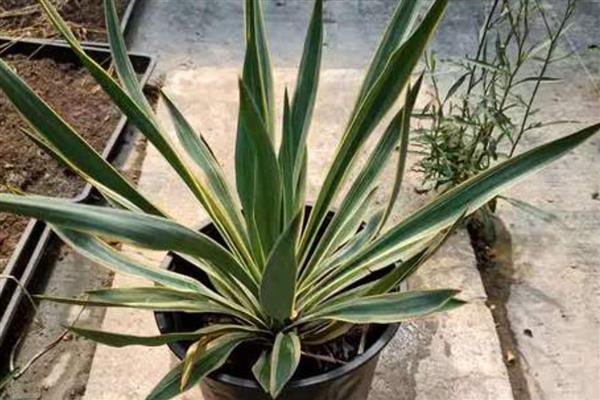 凤尾兰能不能扦插，春季或初夏是最佳扦插时期