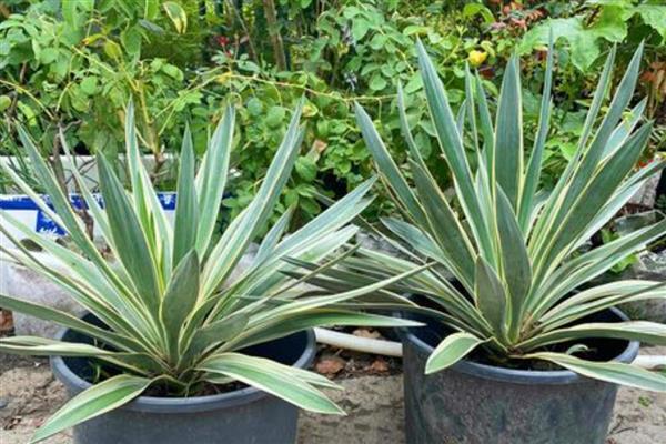 凤尾兰能不能扦插，春季或初夏是最佳扦插时期