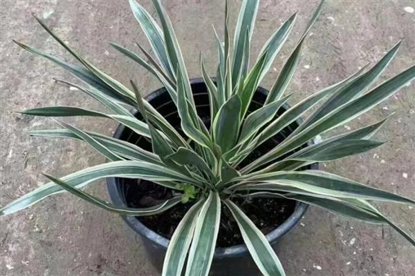 凤尾兰能不能扦插，春季或初夏是最佳扦插时期