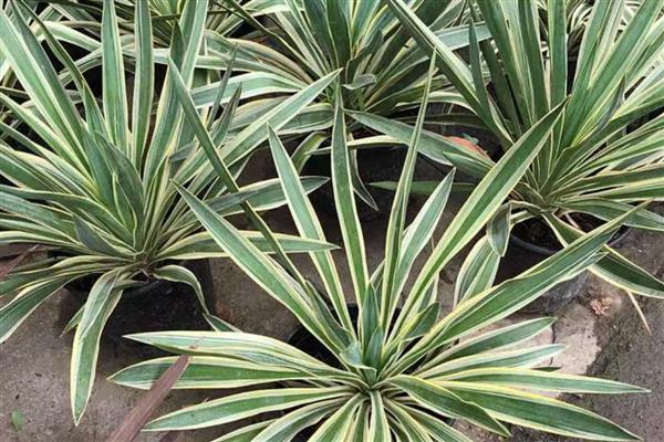 凤尾兰能不能扦插，春季或初夏是最佳扦插时期