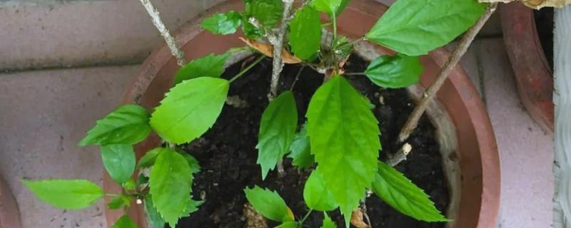 朱槿花的扦插方法，斜剪枝条可以让它吸收更多养分