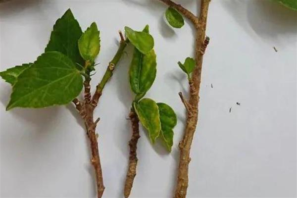 朱槿花的扦插方法，斜剪枝条可以让它吸收更多养分