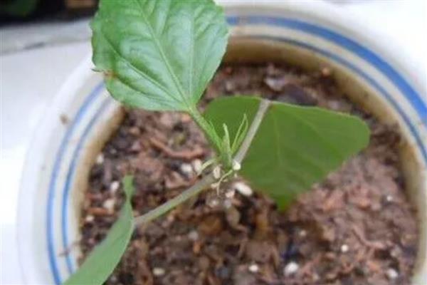 朱槿花的扦插方法，斜剪枝条可以让它吸收更多养分