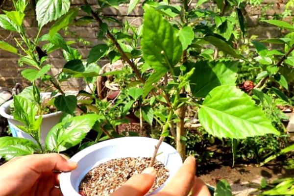 朱槿花的扦插方法，斜剪枝条可以让它吸收更多养分