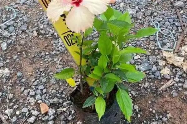 朱槿花的扦插方法，斜剪枝条可以让它吸收更多养分
