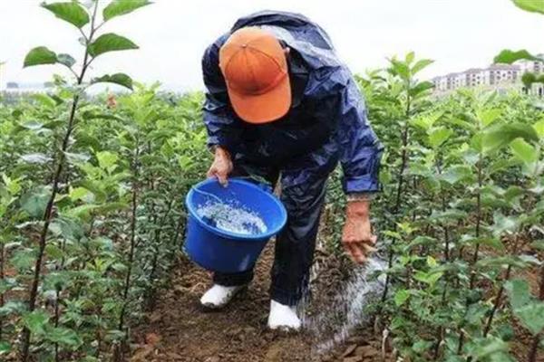 氮肥有什么作用，主要是促进植物茎叶生长