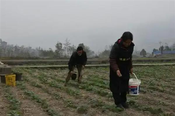 氮肥有什么作用，主要是促进植物茎叶生长